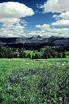 Pasayten Meadow with Lupine